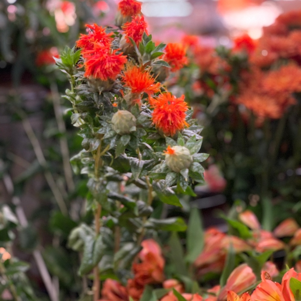 Meet your Posher, Mimi